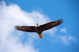 Eagle soaring against blue sky