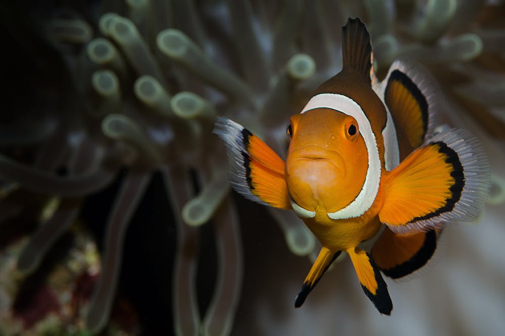 A cute clownfish coming out of anemones