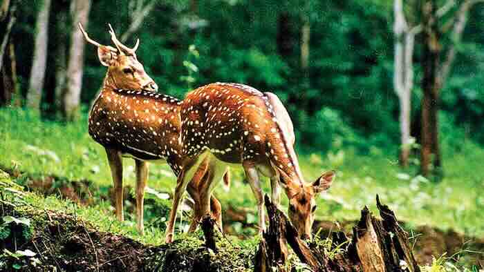 Two spotted deer in lush greenery