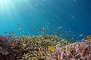 Coral Reefs – Cities Under the Sea | ESL Worksheet Level F (Advanced)