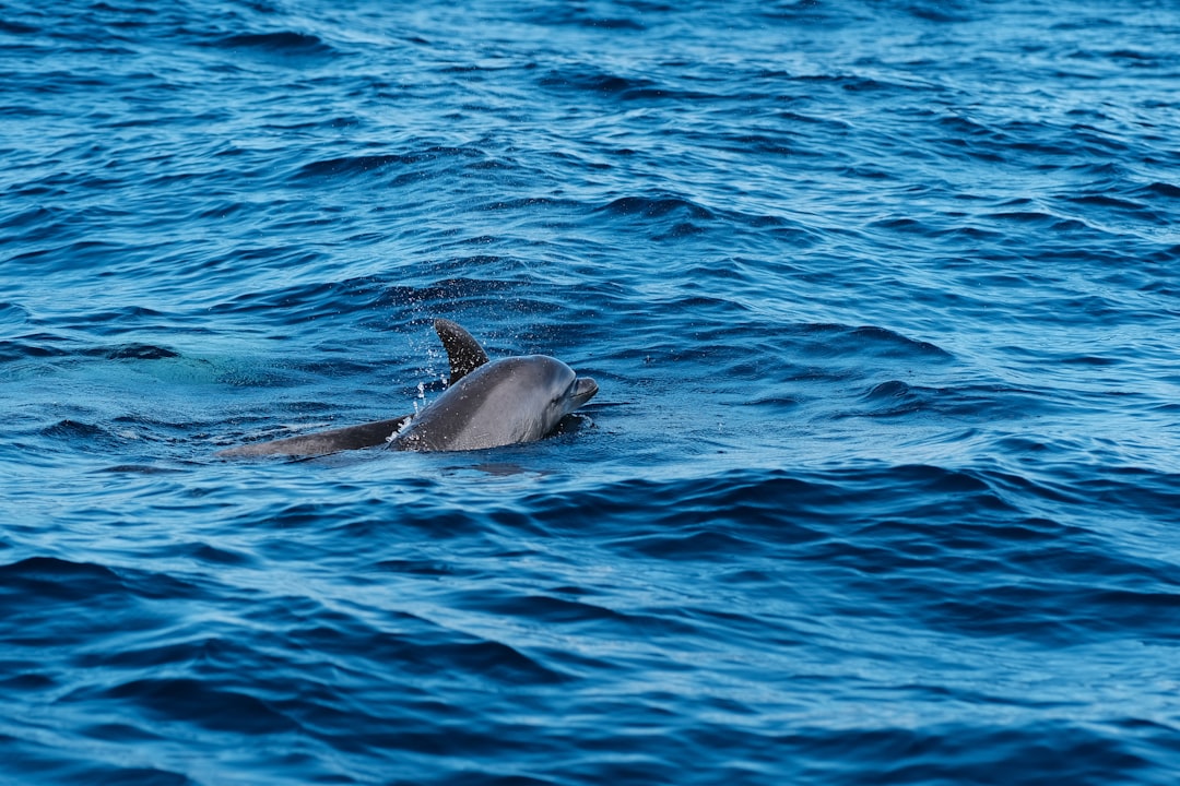 Dolphins - ESL vocabulary and comprehension worksheet