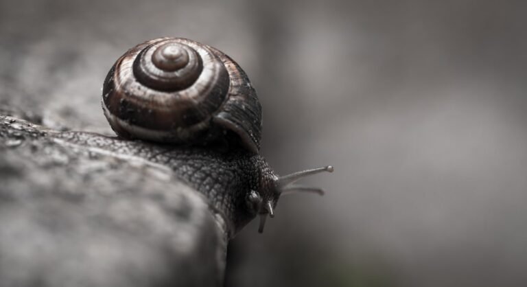 Giant African Snails (Level F)
