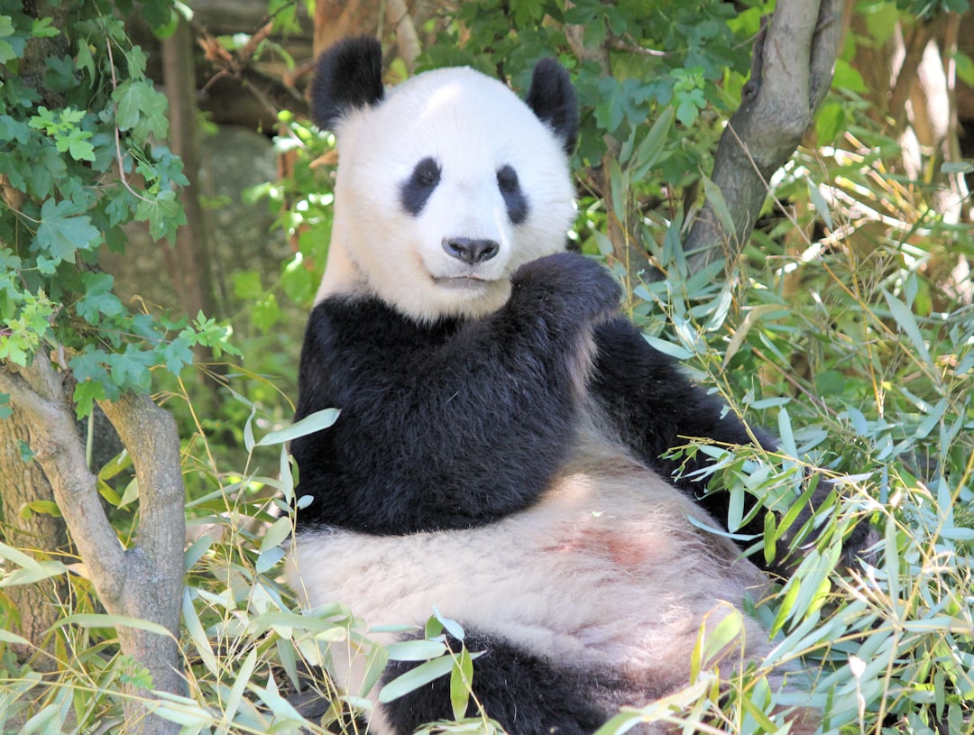 Giant Pandas - ESL worksheet reading activity
