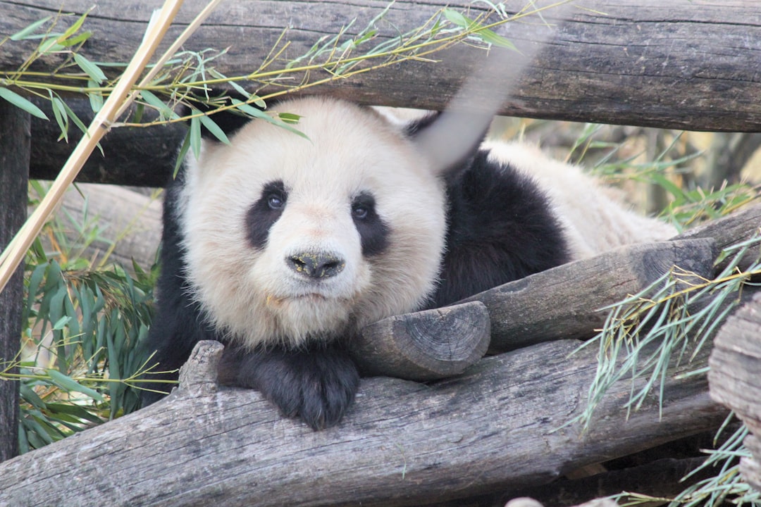 Giant Pandas - English learning resource for students