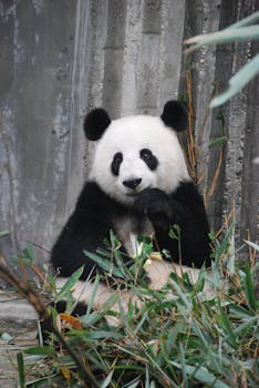 Giant Pandas (Level F)