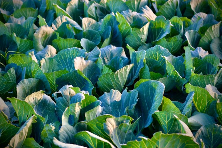 แบบฝึกหัดการทำเกษตรอินทรีย์ | การอ่านสำหรับผู้เรียนภาษาอังกฤษระดับสูง