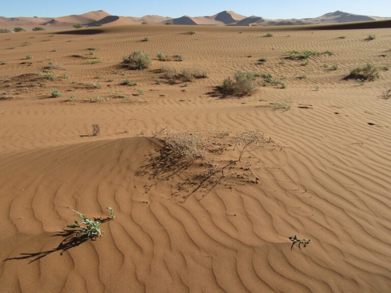 稀缺性與生存 ESL 課程 | 資源稀缺與生存 — 人類與宇宙 #5