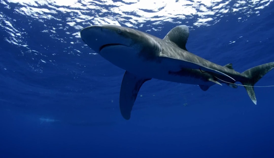 Sharks - English learning resource for students