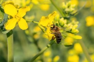 蜜蜂的偉大工作 The Honey Bee 英文閱讀學習單 | Advanced ESL Worksheet