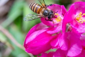蜜蜂 Honey Bees 英文閱讀學習單 | Elementary ESL Worksheet