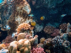 Ocean Plastic Pollution ESL Worksheet – Level C 【海洋塑膠污染英語學習單】