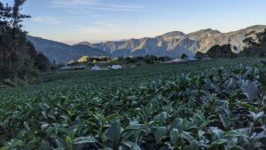 台灣茶園 英文閱讀學習單 (Tea Plantations in Taiwan) | Advanced ESL Worksheet