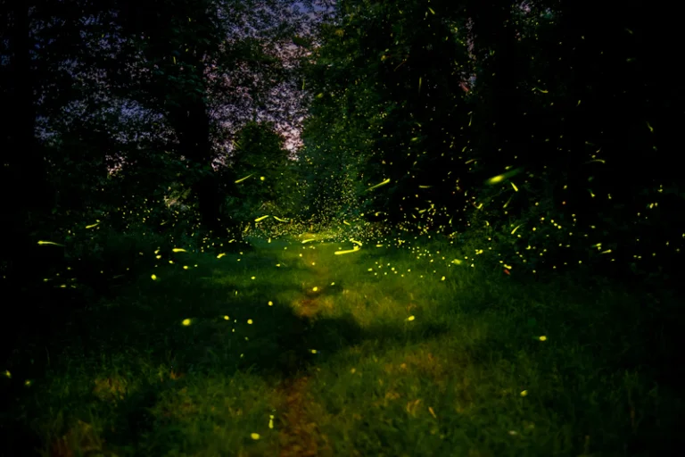 台灣螢火蟲 — Fireflies in Taiwan (Advanced)