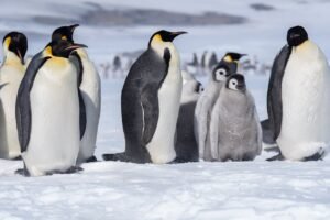 Penguins ESL Worksheet — Elementary Level C Reading PDF