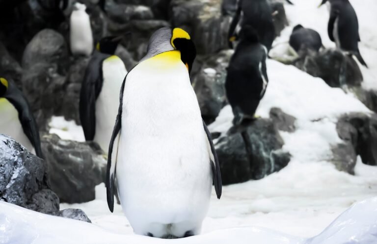 Penguins ESL Worksheet — Advanced Level F Reading PDF