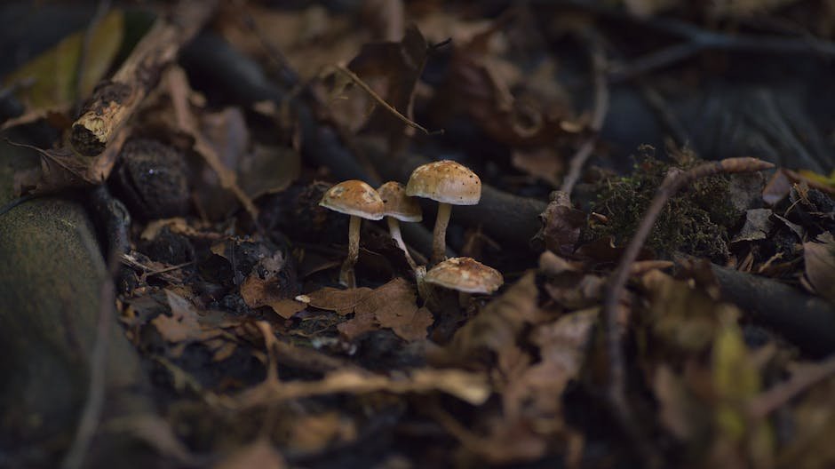 Mushrooms Are Our Cousins! — Reading (Intermediate)