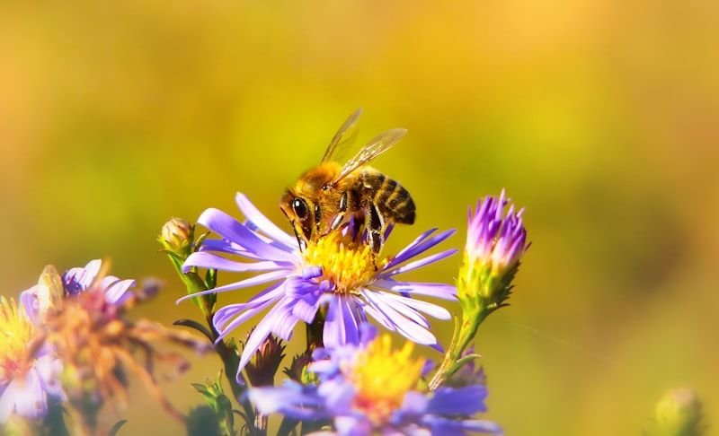 Busy as a bee animal idiom 非常忙碌