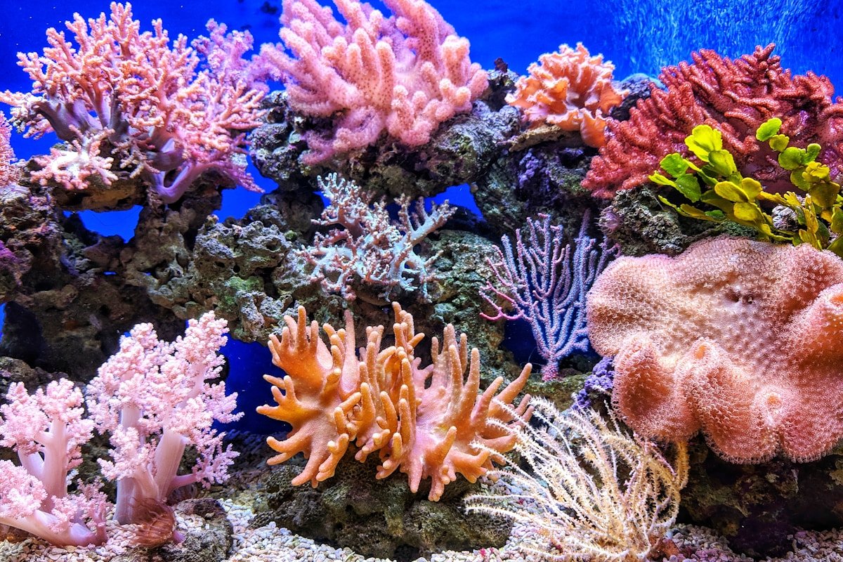 Coral Reefs (Elementary)