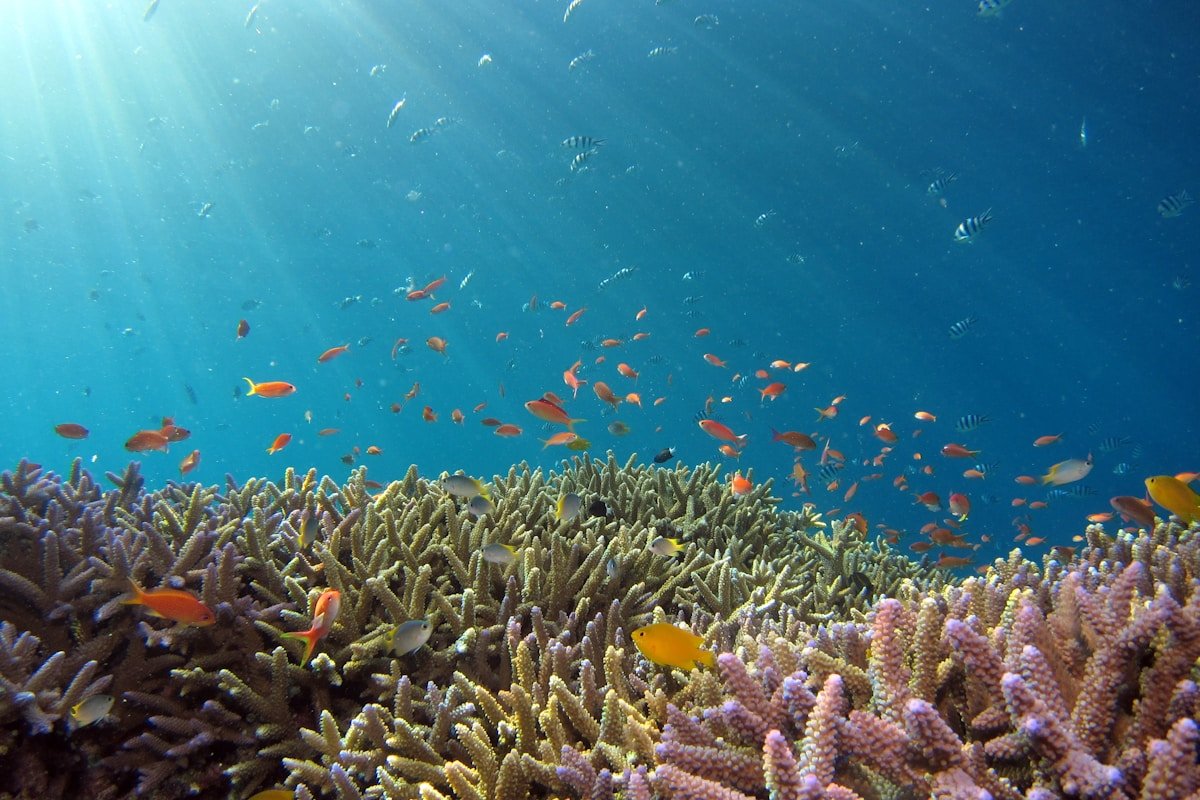 Coral Reefs (Advanced)