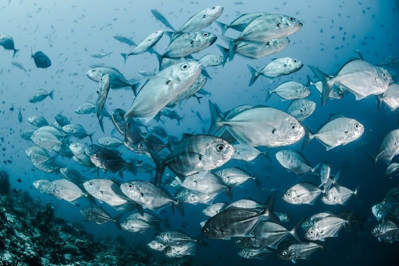 Fish out of water animal idiom 格格不入