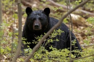 Formosa Bear Conservation | Advanced ESL Reading Worksheet PDF