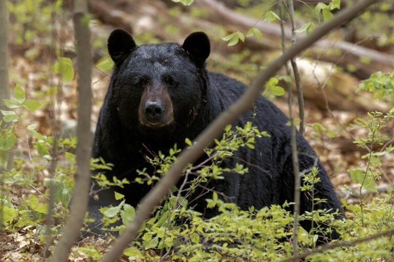 Formosa Bear Conservation ESL worksheet thumbnail