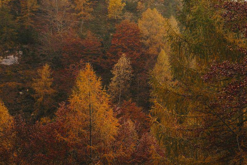 Autumn forest showing the seasons that group the 12 months of the year