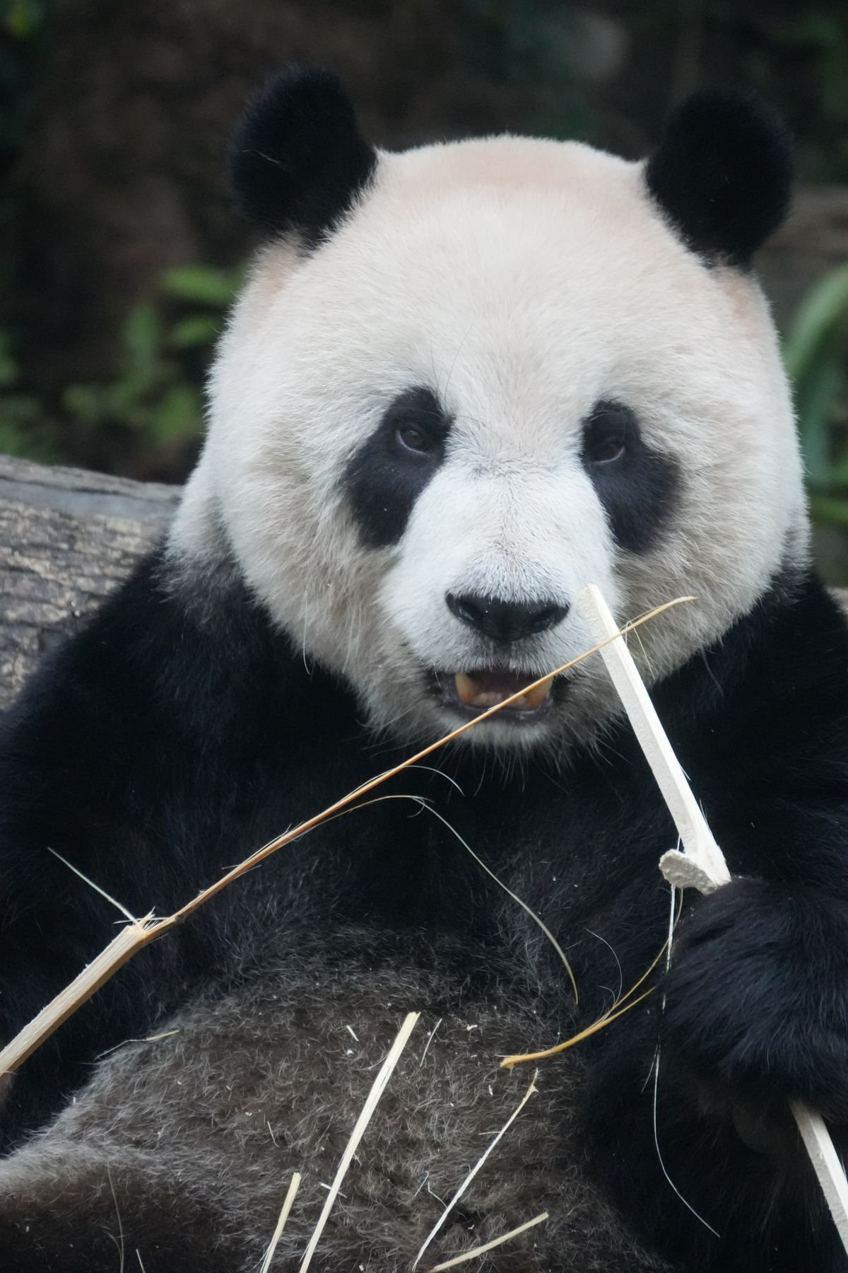 The Giant Panda (Advanced)
