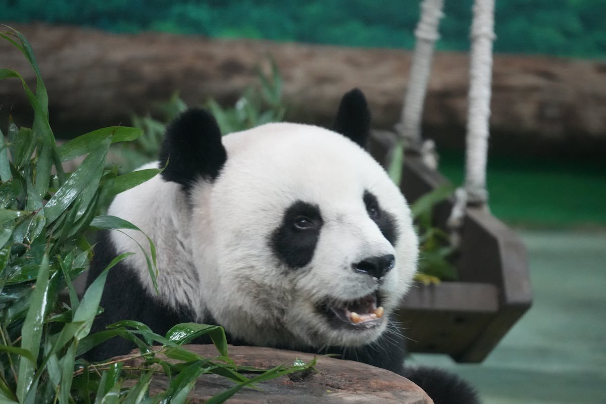 Giant Pandas (Elementary)