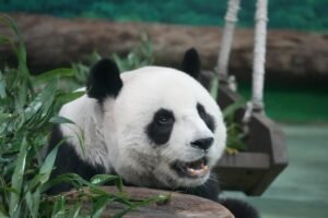 Giant Pandas — Elementary ESL Reading Worksheet (Level C)