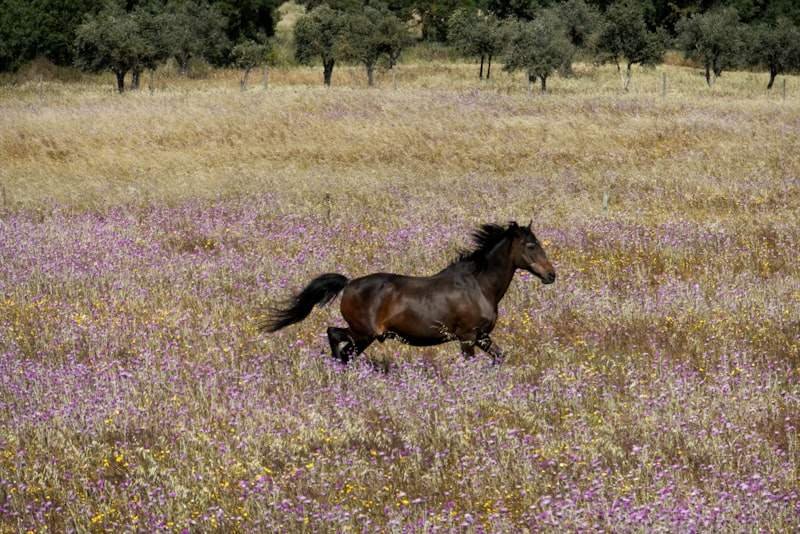 Hold your horses animal idiom meaning 稍安勿躁