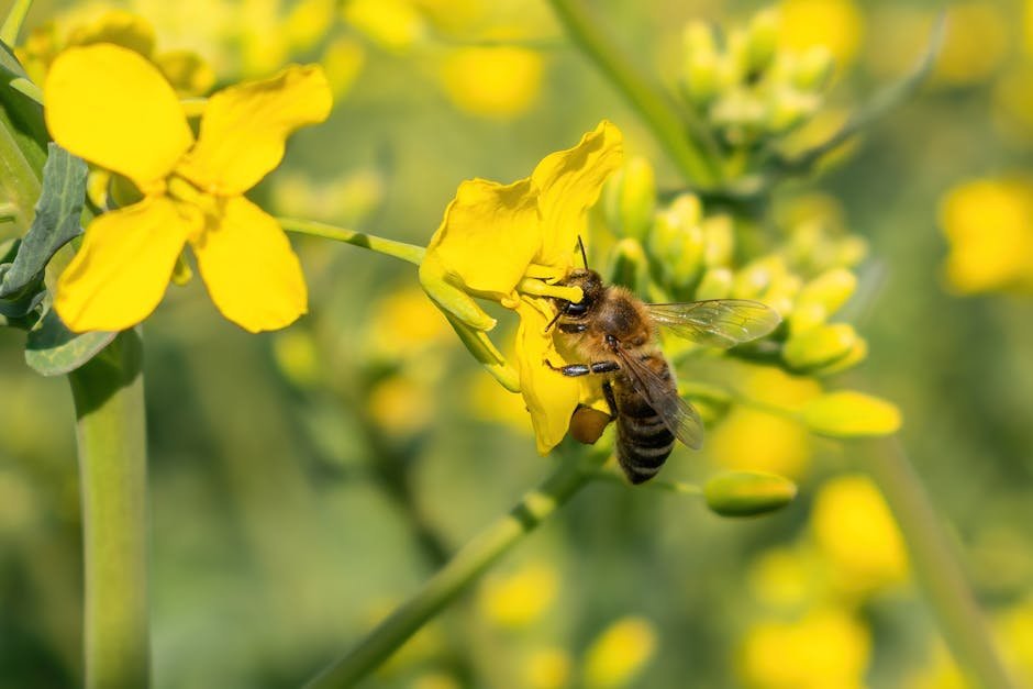The Honey Bee (Advanced)