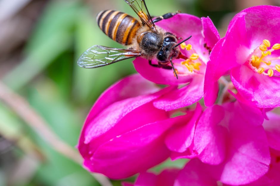 Honey Bees (Elementary)