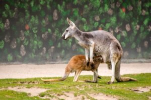 Kangaroos ESL Worksheet — Elementary Level C Reading PDF