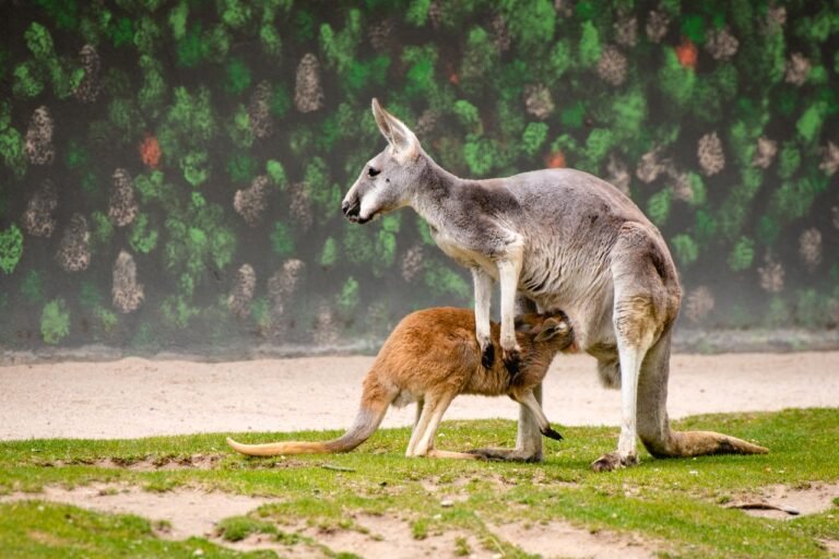Kangaroos ESL Worksheet — Elementary Level C Reading PDF