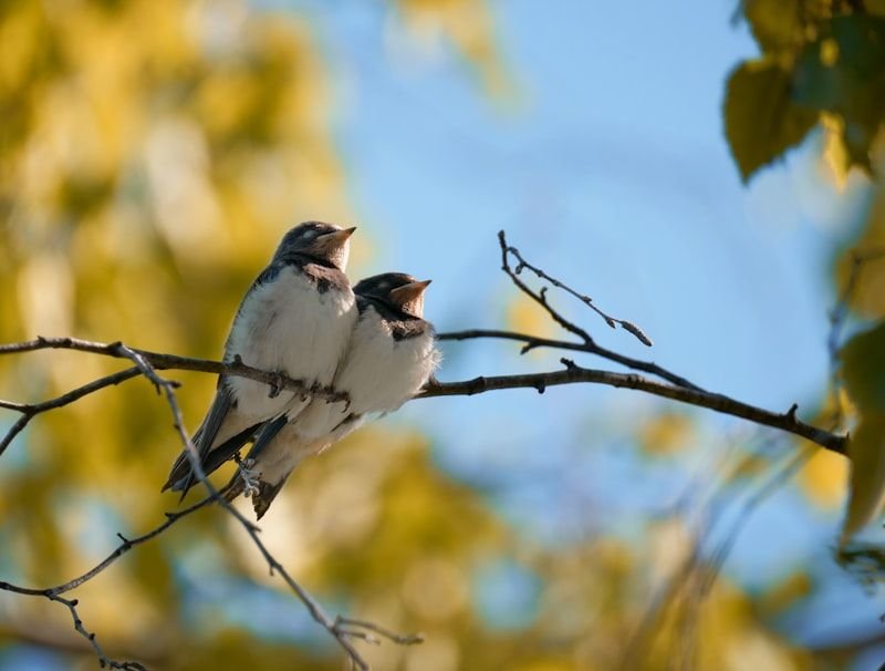 Kill two birds with one stone animal idiom 一石二鳥