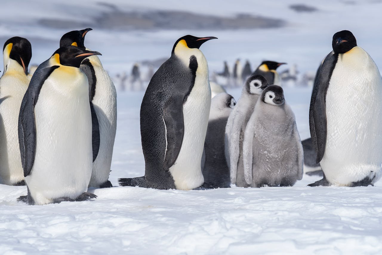 Penguins (Elementary)