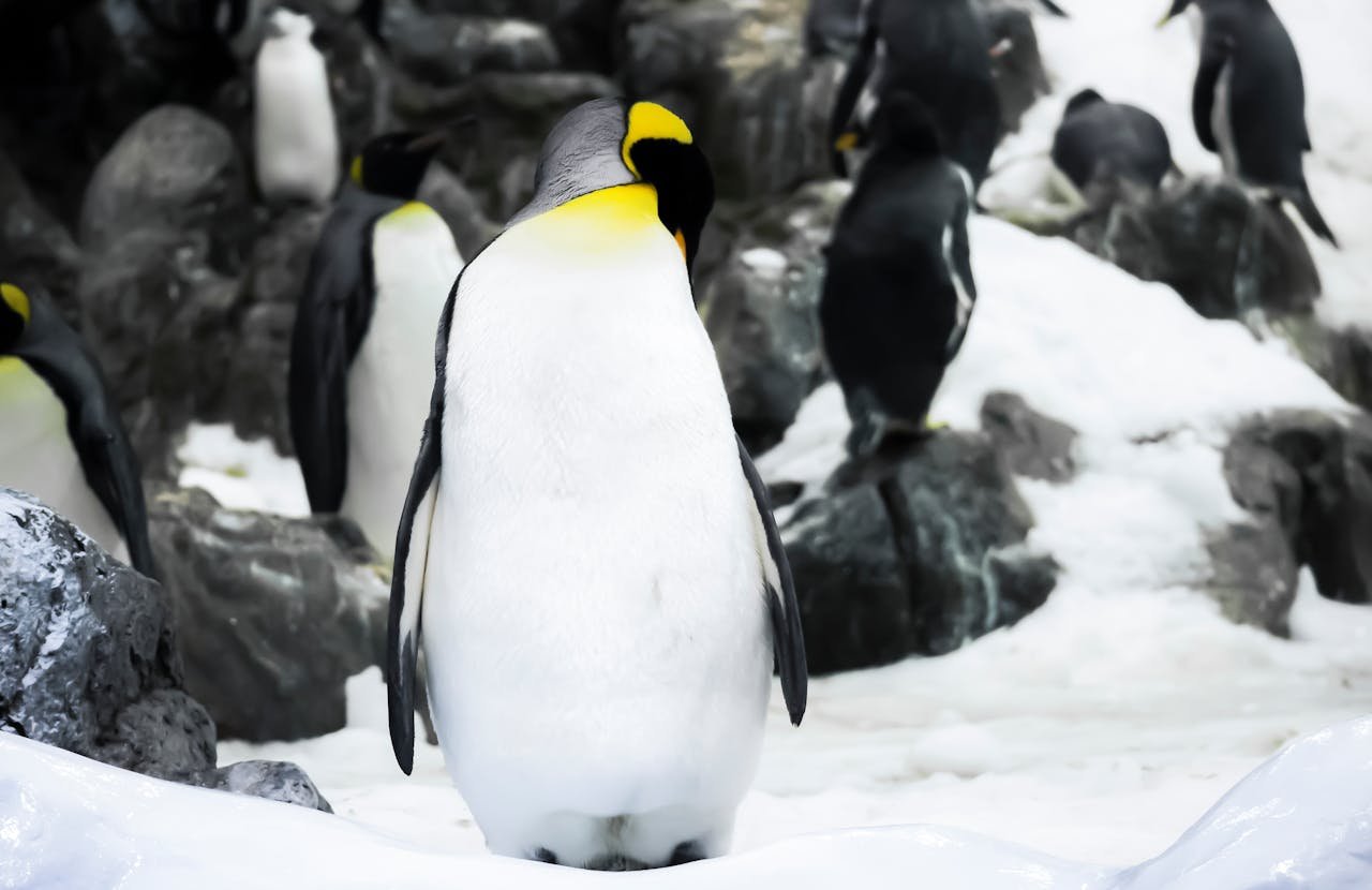 Penguins (Advanced)