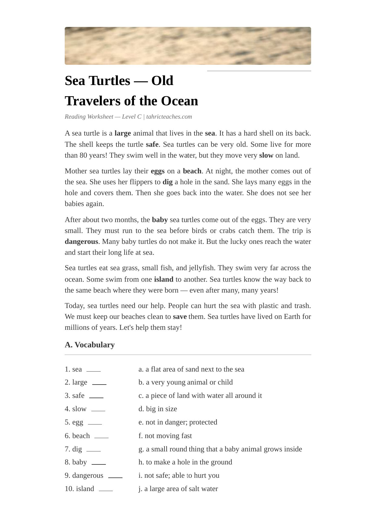 Sea Turtles (Elementary)