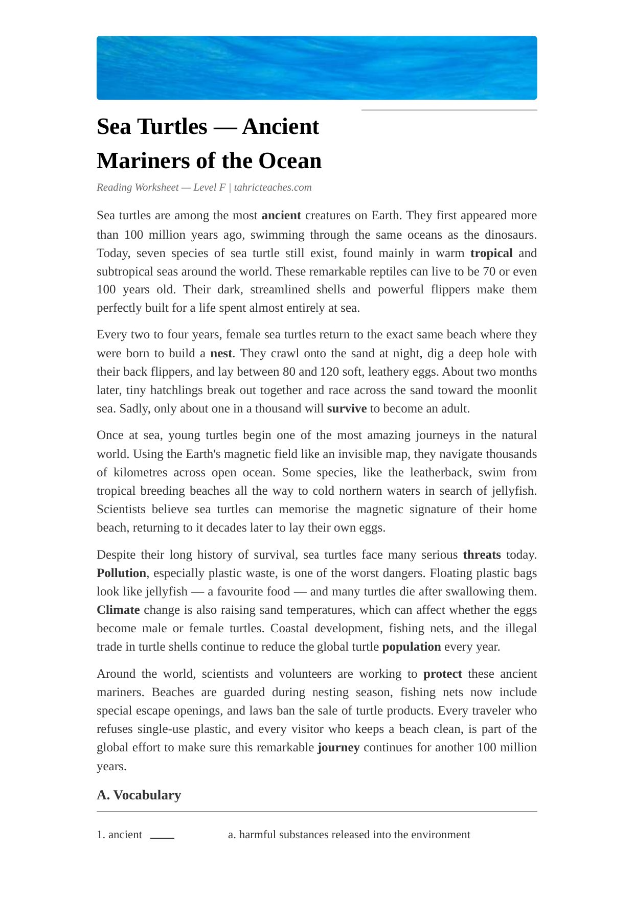 Sea Turtles (Advanced)