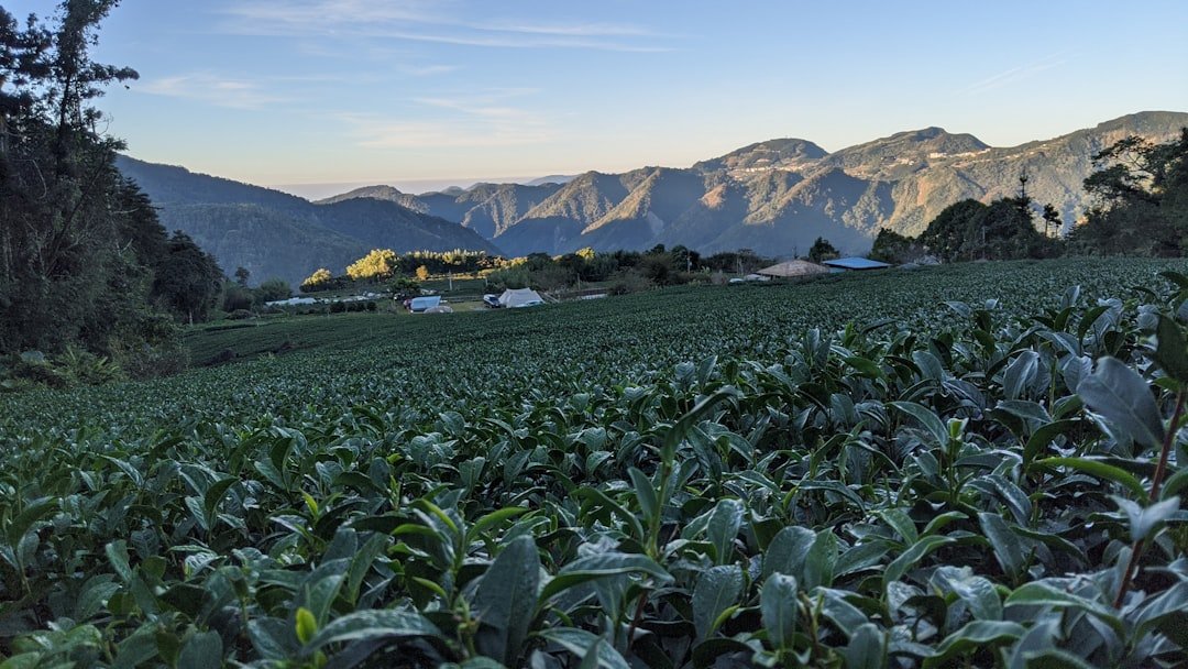 Tea Plantations in Taiwan Worksheet (Elementary)