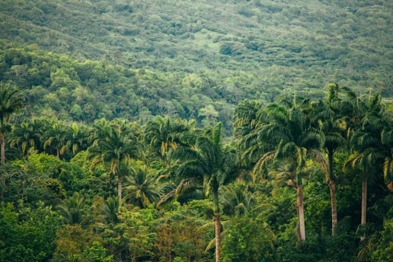 The Amazon Rainforest ESL worksheet thumbnail