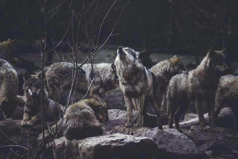 Wolf in sheep's clothing animal idiom 披著羊皮的狼