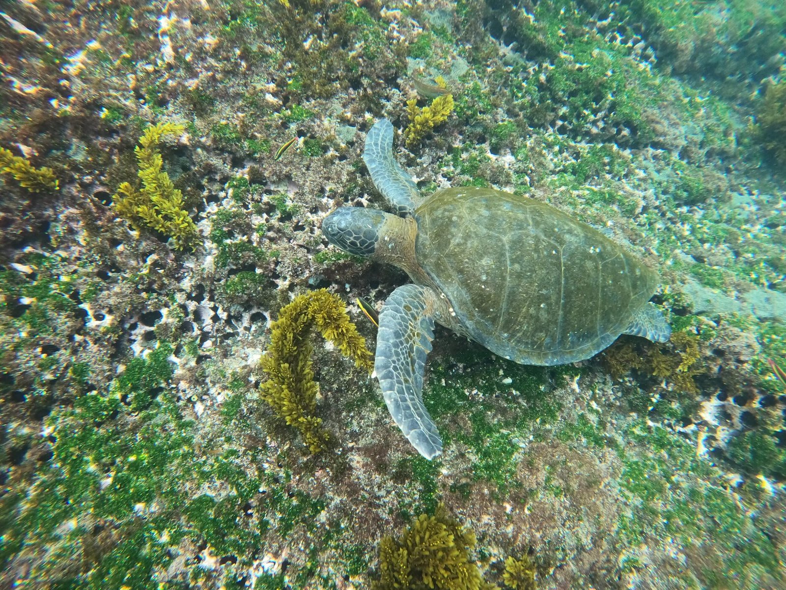 Green sea turtle swimming