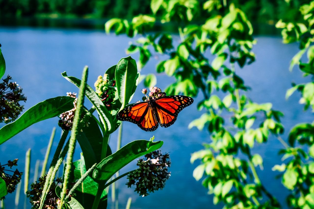 A monarch butterfly resting on milkweed beside a lake