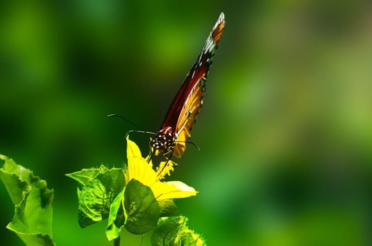 Butterflies ESL Worksheet — Elementary Level C Reading PDF