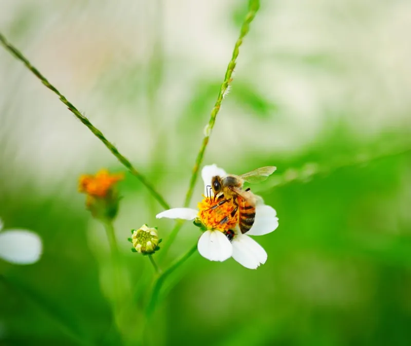 Bees buzzing showing onomatopoeia sound word example