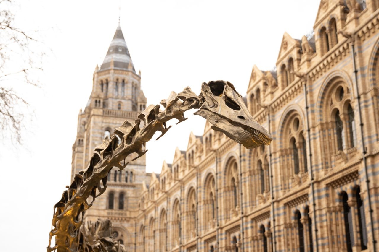 A complete dinosaur skeleton on display at the Natural History Museum in London