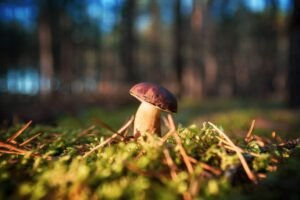 Mushrooms Are Our Cousins! — Reading Worksheet (Intermediate)