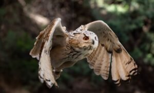 Owls ESL Worksheet — Advanced Level F Reading PDF